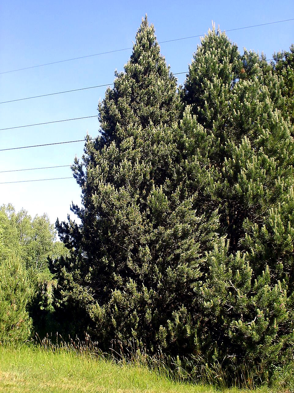 
<span>Arboretum Sofronka</span>
