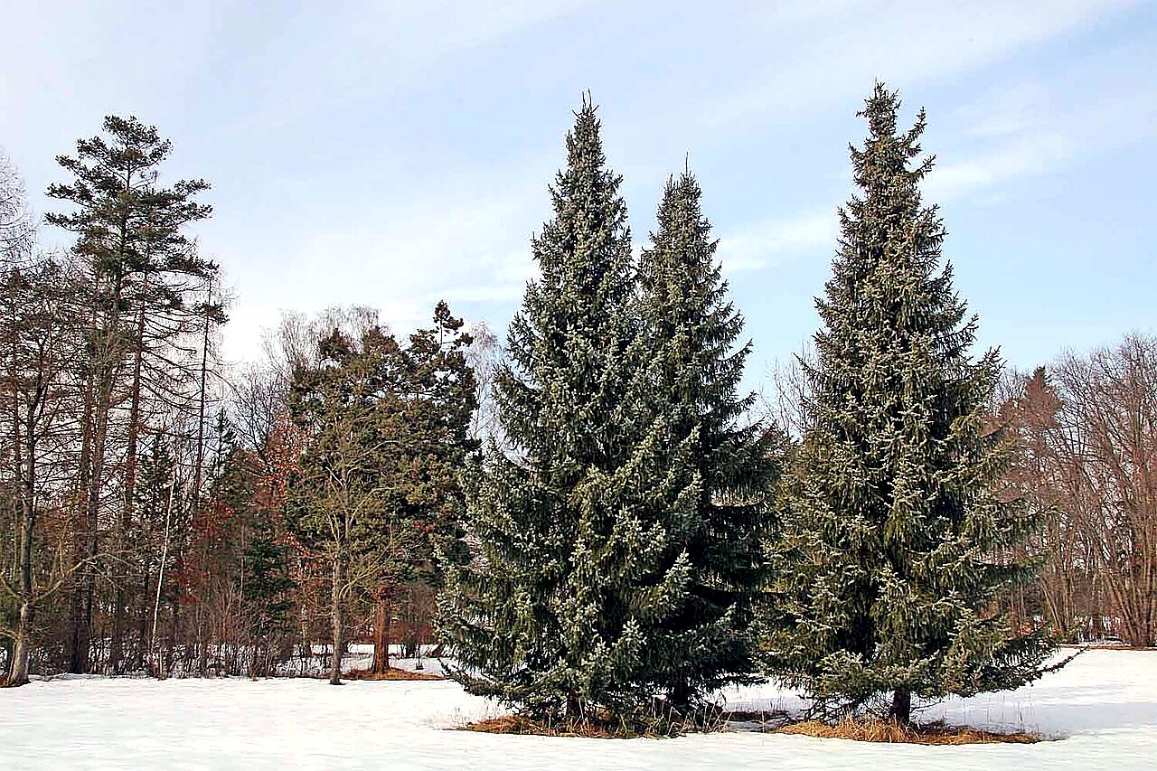 
<span>Arboretum Vysoké Chvojno</span>
