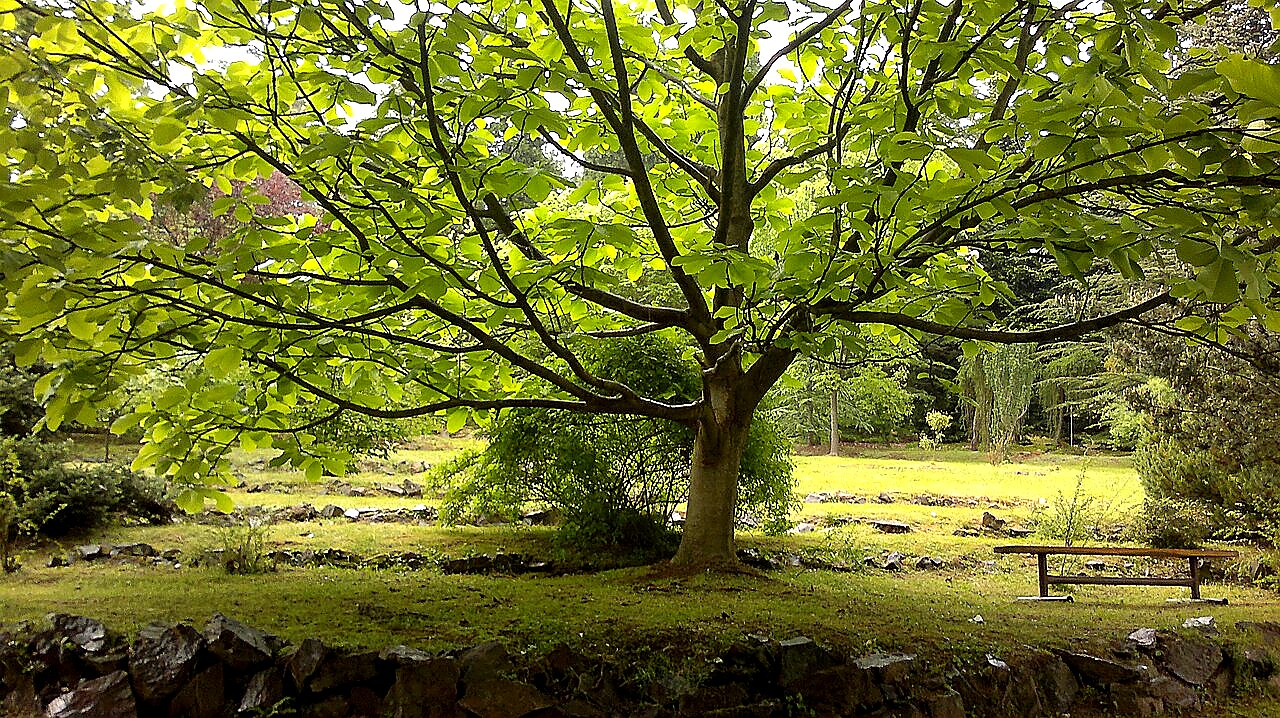 
<span>Arboretum ČZU v Kostelci nad Černými lesy</span>
