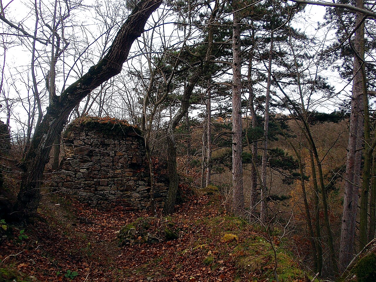 
<span>Lapikus</span>
