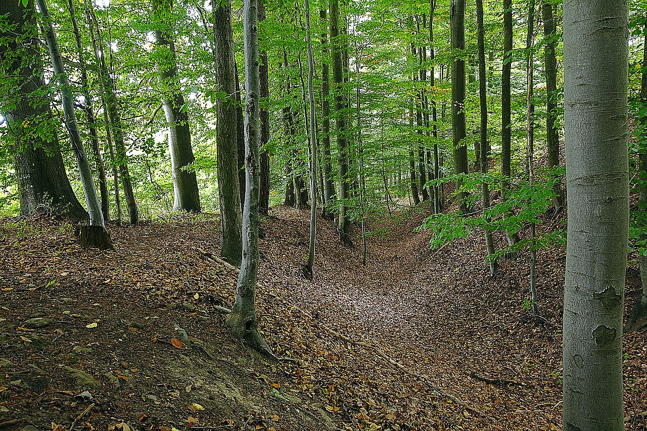
<span>Osiky</span>

