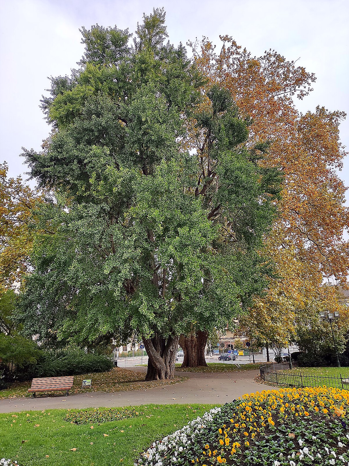 
<span>Sady U Muzea</span>
