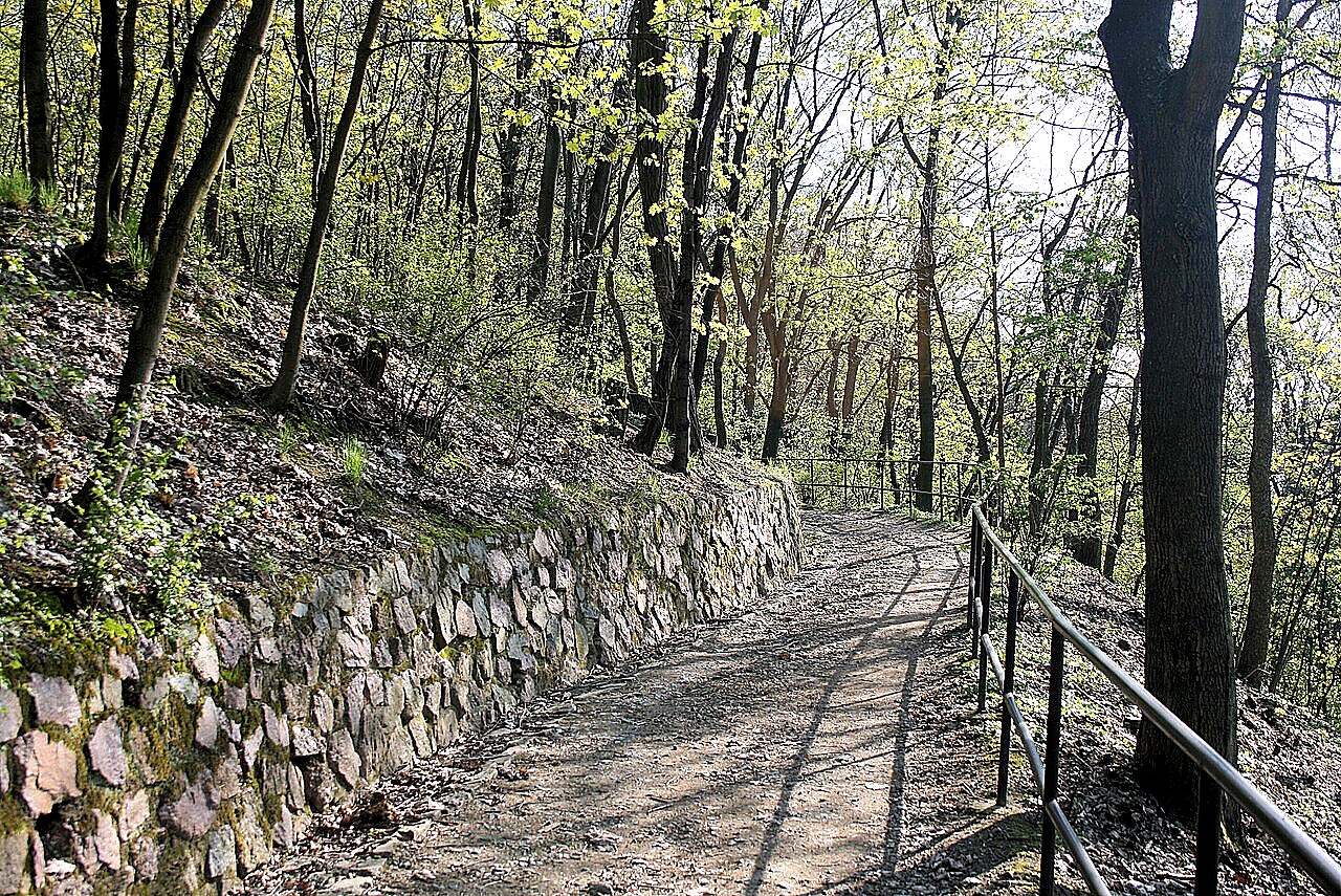 
<span>Wilsonův les</span>

