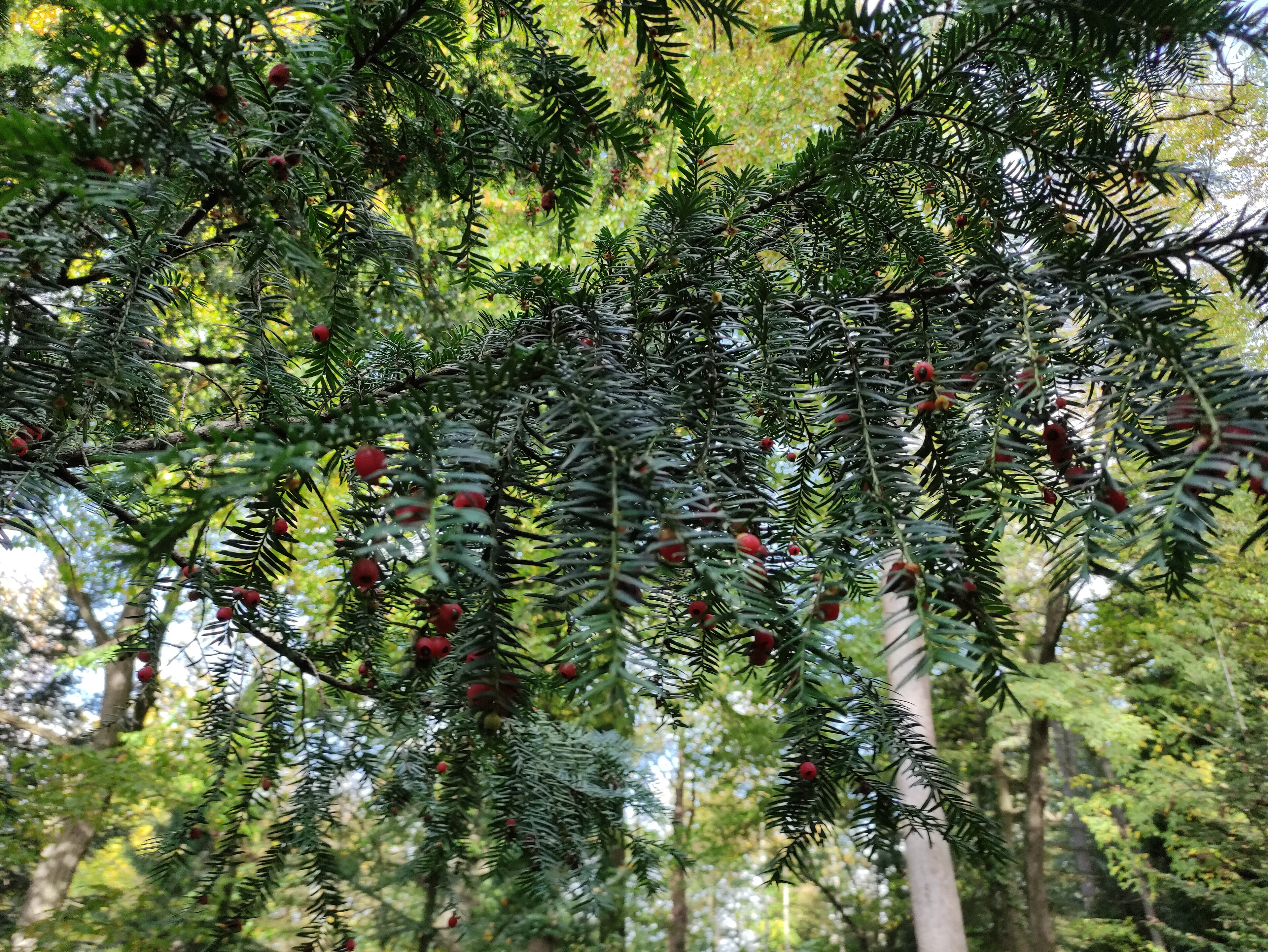 Dnešní pohled – Arboretum Střední lesnické školy v Hranicích