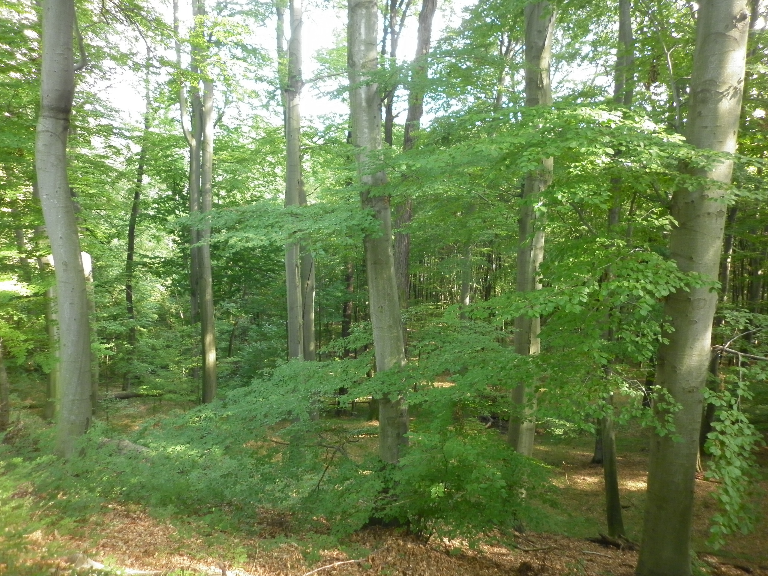 Dnešní pohled – Arboretum Vysoké Chvojno