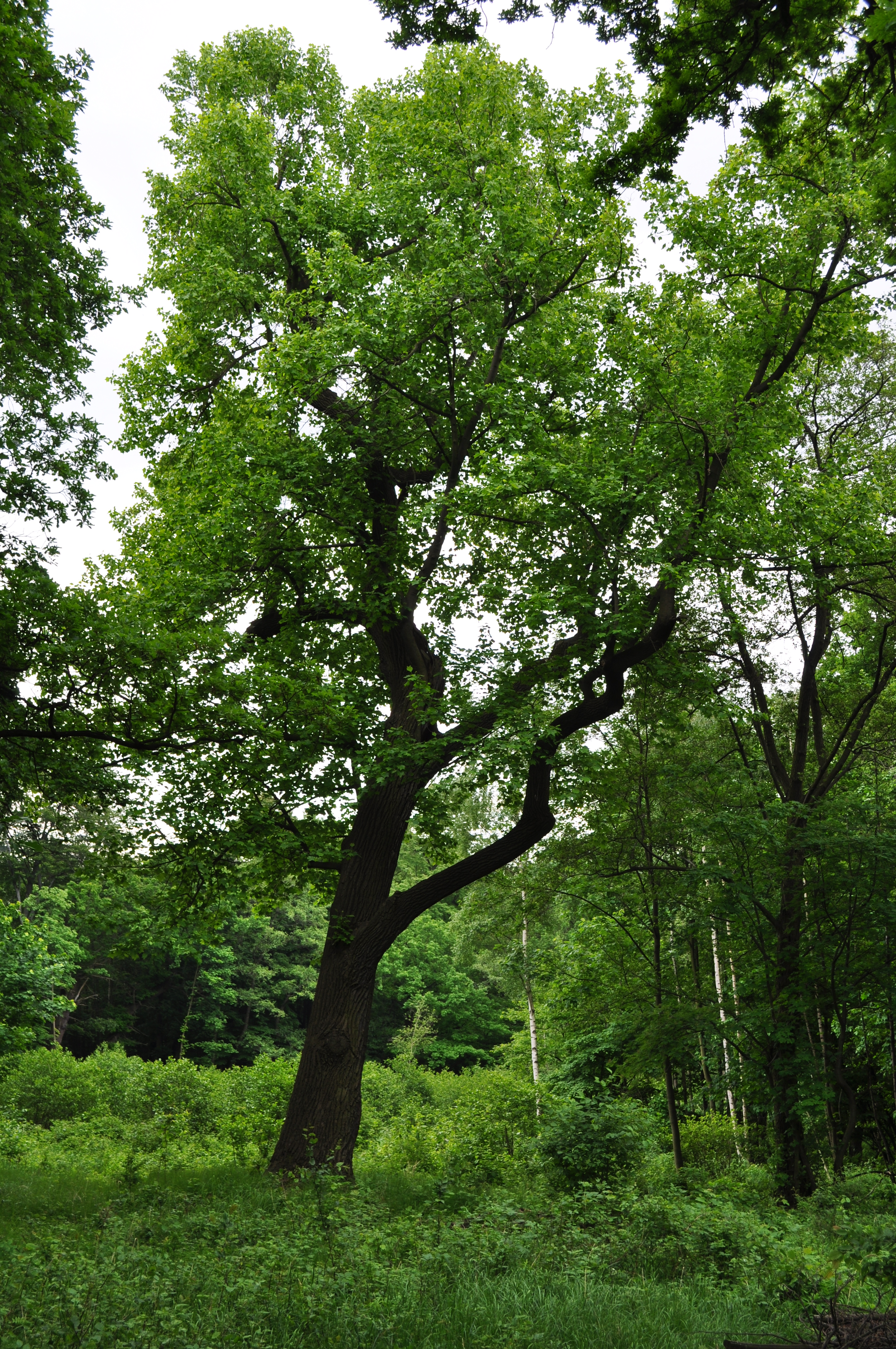 Dnešní pohled – Jezeřské arboretum