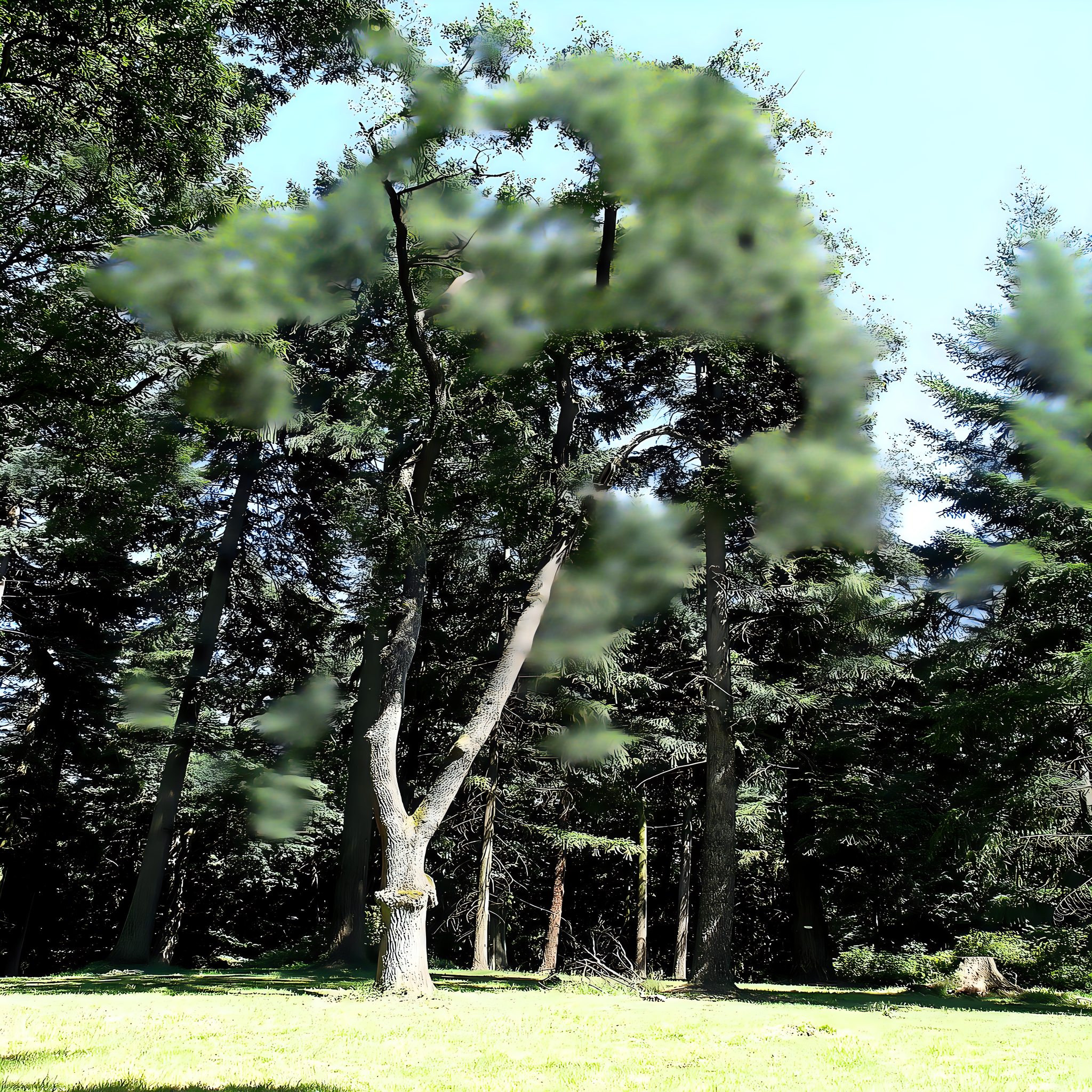 
<span>Arboretum Bukovina</span>

