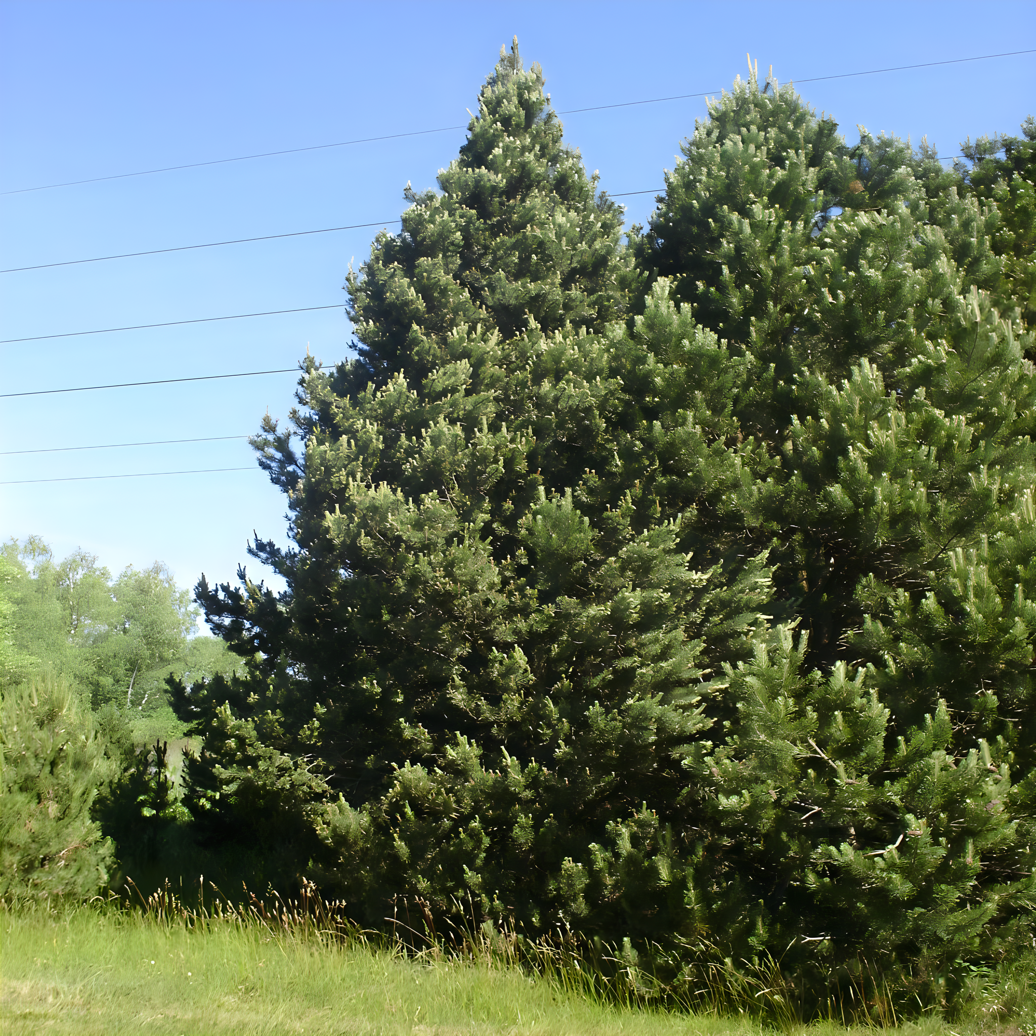 
<span>Arboretum Sofronka</span>
