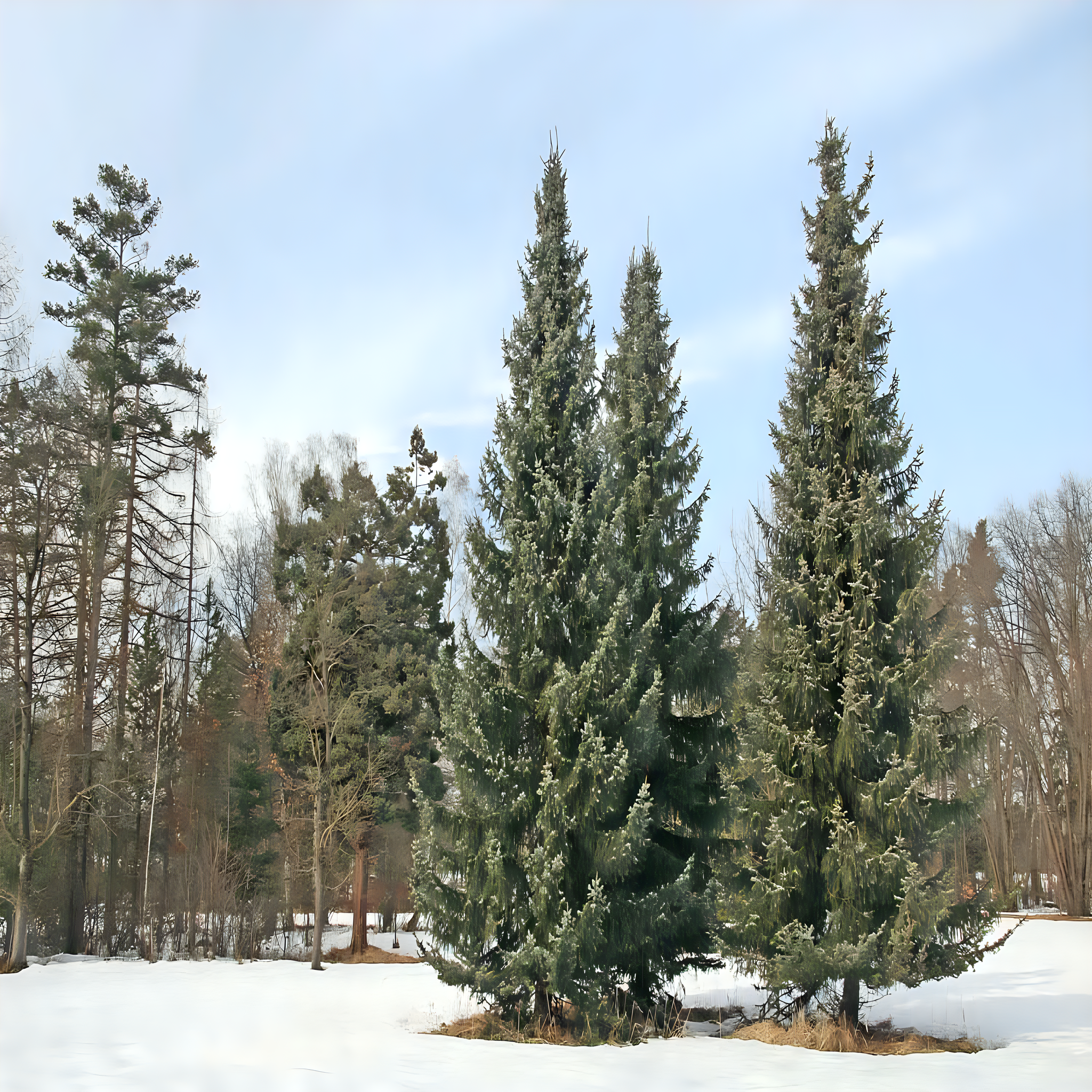 
<span>Arboretum Vysoké Chvojno</span>
