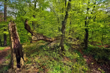 Svrčov
