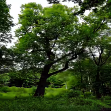 Jezeřské arboretum