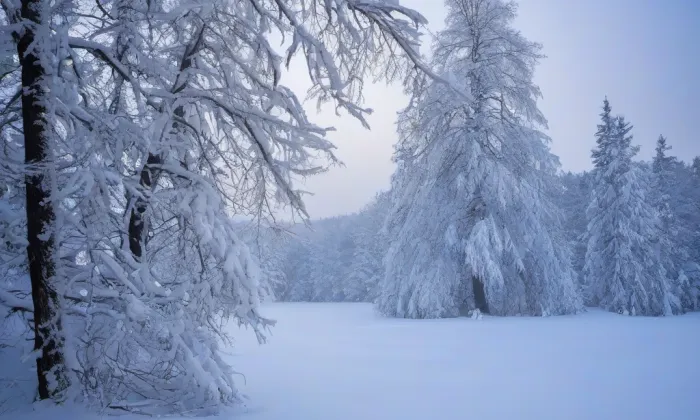 Česká Olešná – winter