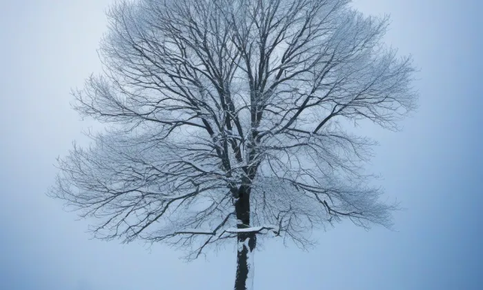 Šimkovy sady – winter