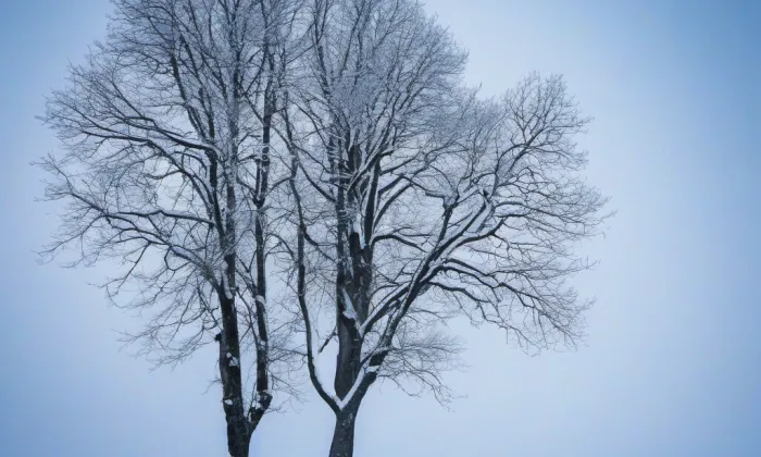 Altamira Kosmonosy – winter