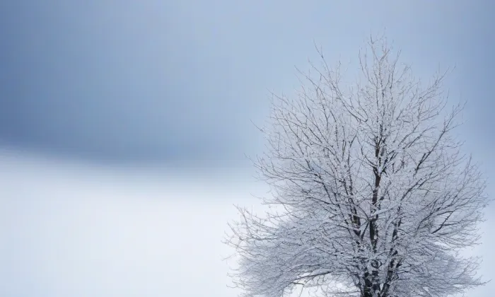 Arboretum – winter