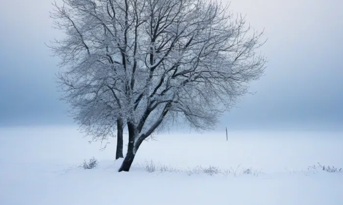 Arboretum ČZU v Kostelci nad Černými lesy – winter