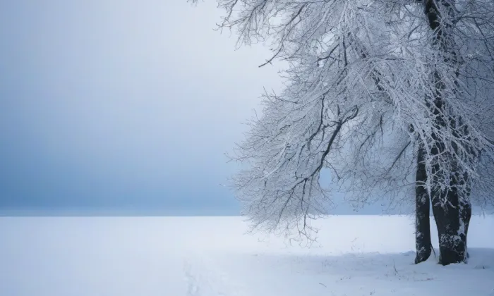 Arboretum Střední lesnické školy v Hranicích – winter