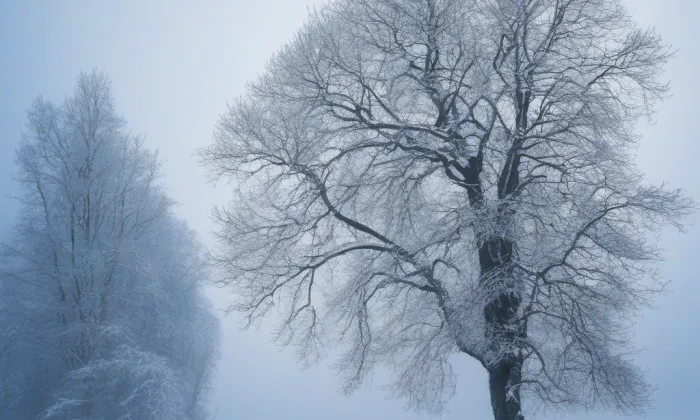 Arboretum Vysoké Chvojno – winter