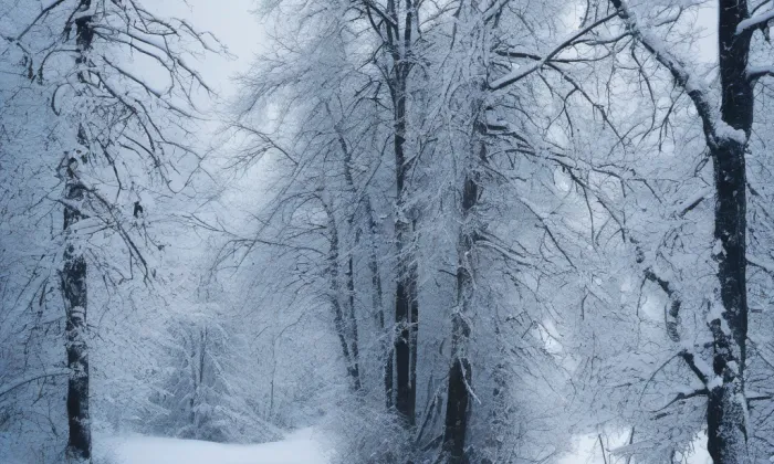 Bílá věž v Hradci Králové – winter