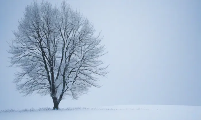 Biřkov – winter