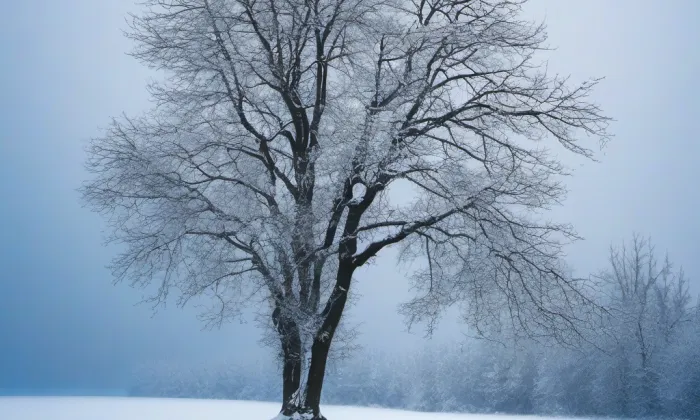 Církvice – winter