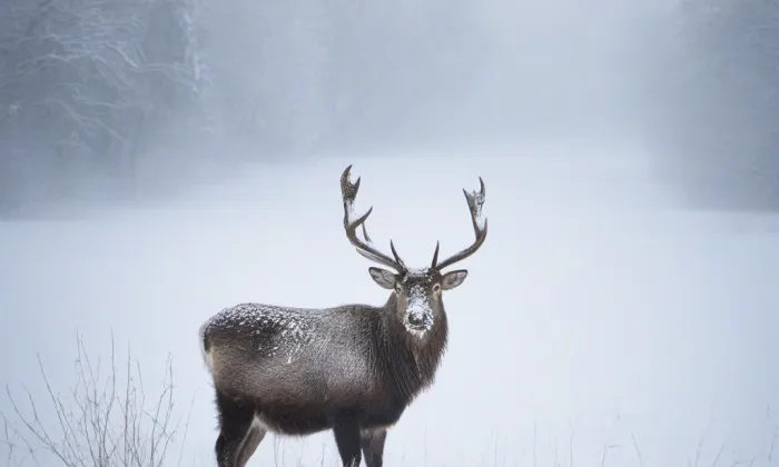 Heulos – winter