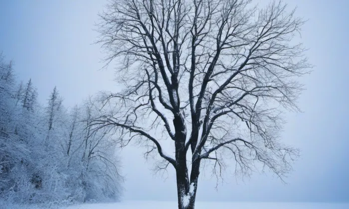 Hlavní třída (Poruba) – winter