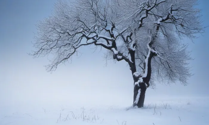 Jablunkovské arboretum – winter