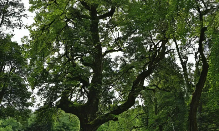 Jezeřské arboretum – historical