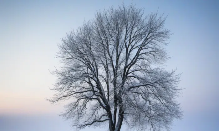 Kostel Božského srdce Páně (České Budějovice 3) – winter