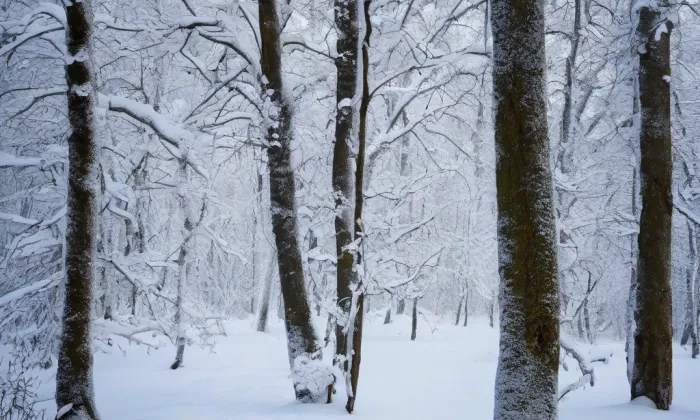 kostel Nanebevzetí Panny Marie (Kostelní Lhota) – winter