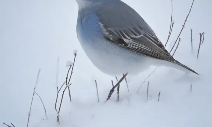 kostel svatého Jakuba Většího (Hodonice) – winter