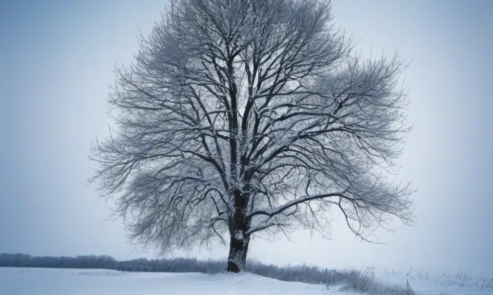 kostel svatého Martina (Horní Bory) – winter