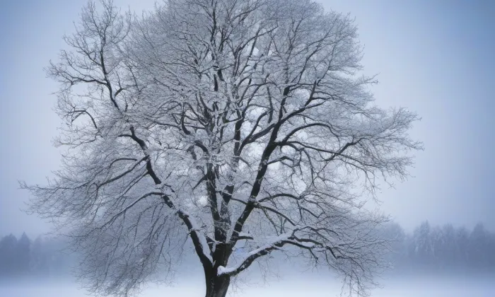 kostel svatého Václava (Řestoky) – winter