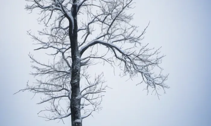 Kostel svatého Václava (Zvole) – winter