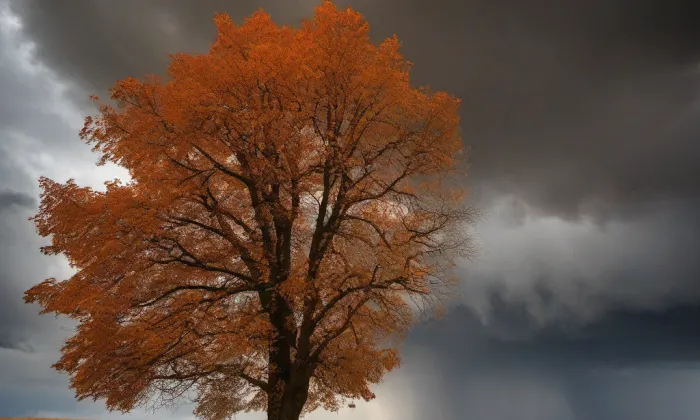 Královská pěšina – autumn