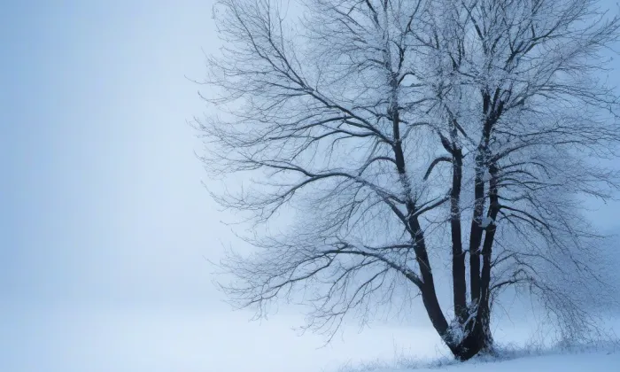Palmovka – winter