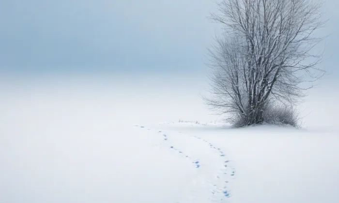 Park Petra Bezruče (Nový Bohumín) – winter