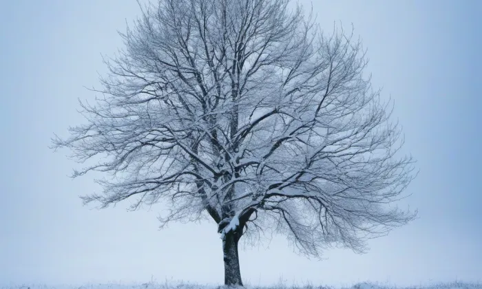 Piaristická kolej (Kosmonosy) – winter