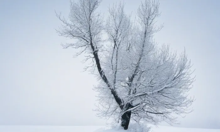 Třeboňská madona – winter