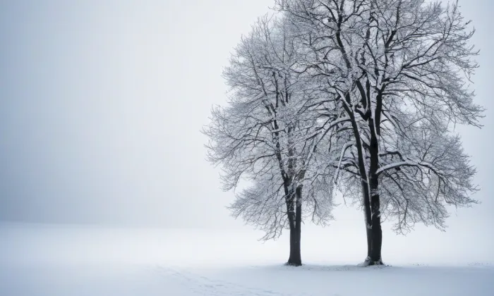 Třemešek – winter