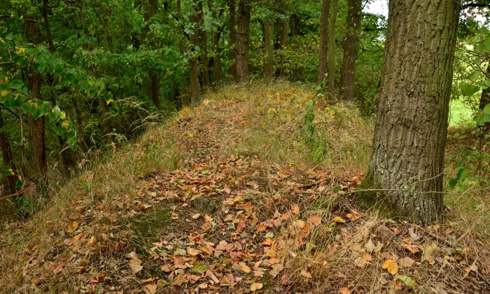 Boršov