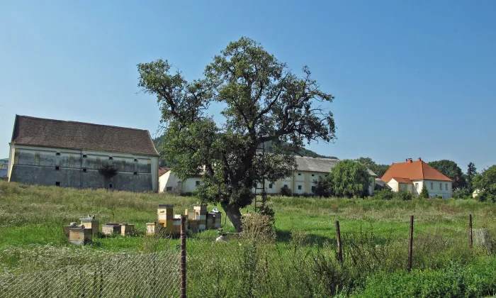 Bělušice