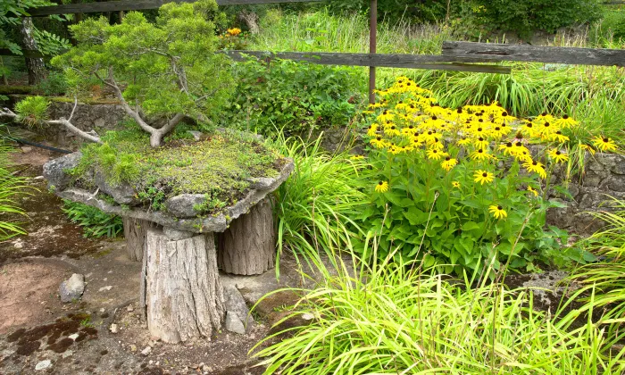 Arboretum Borotín