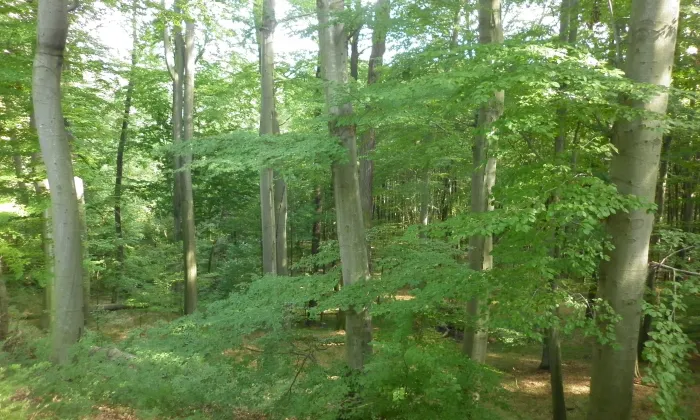 Arboretum Vysoké Chvojno