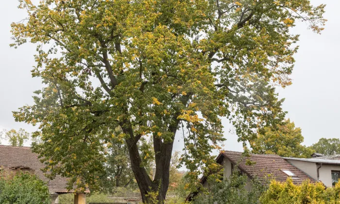 Hřebečníky