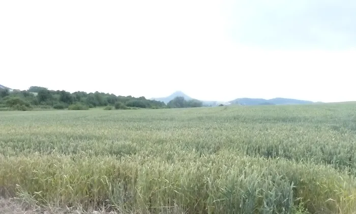 Korozluky