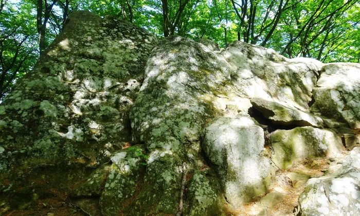 Rýsov (Provodov)