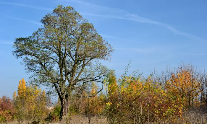 Soběsuky
