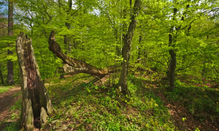 Svrčov